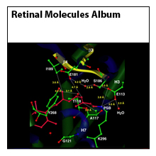 Retinal