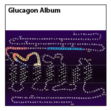 Glucagon