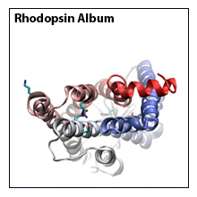 Rhodopsin