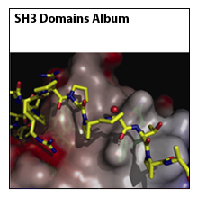 Sh3Domains