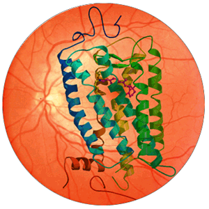 Rhodopsin1